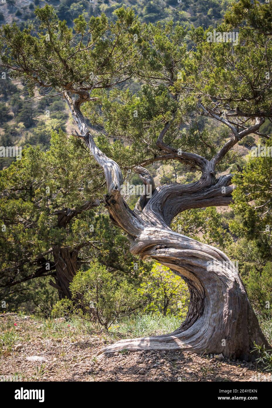 L'arbre de Crimean Juniper avec un tronc courbé torsadé Banque D'Images