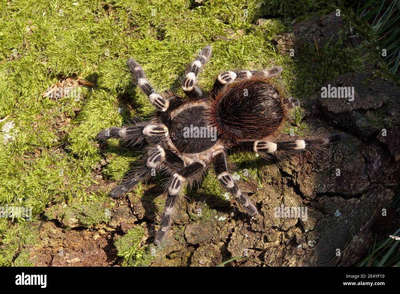 Acanthoscurria geniculata, than whiteknee tarantula, Weißknie-Vogelspinne Banque D'Images
