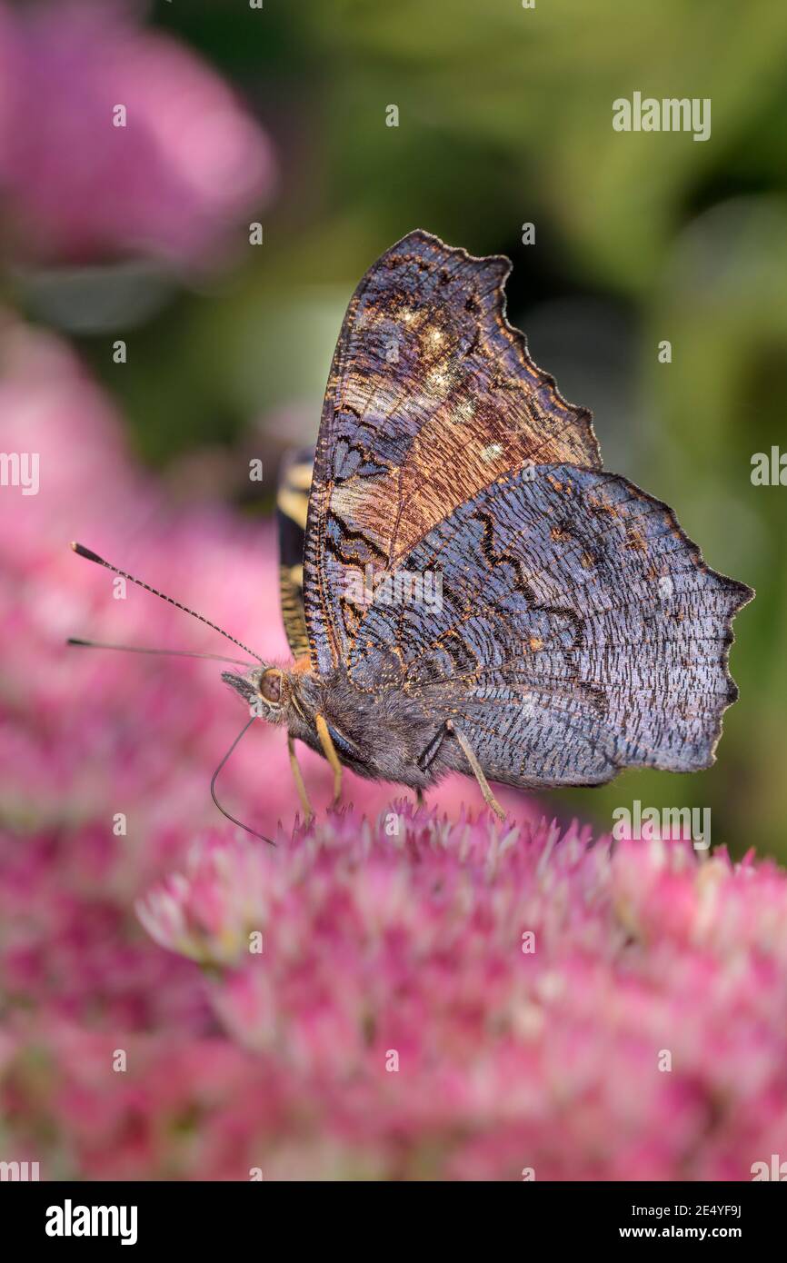 Papillon européen de paon - Aglais-io - suce avec son tronc Nectar d'une fleur d'orpine - Sedum telephium Banque D'Images