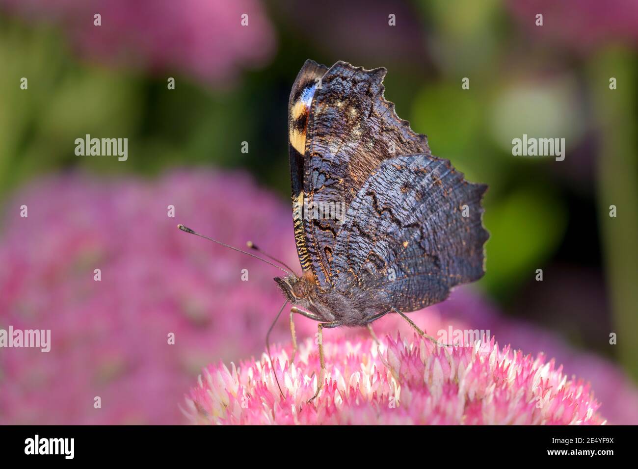 Papillon européen de paon - Aglais-io - suce avec son tronc Nectar d'une fleur d'orpine - Sedum telephium Banque D'Images