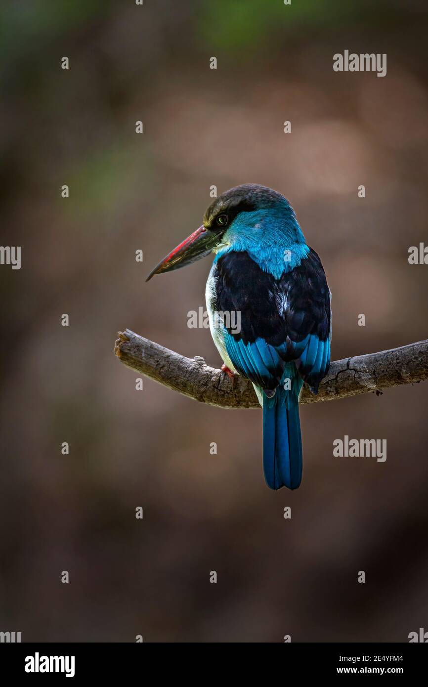 Kingfisher au bleu (Halcyon malimbica) Banque D'Images
