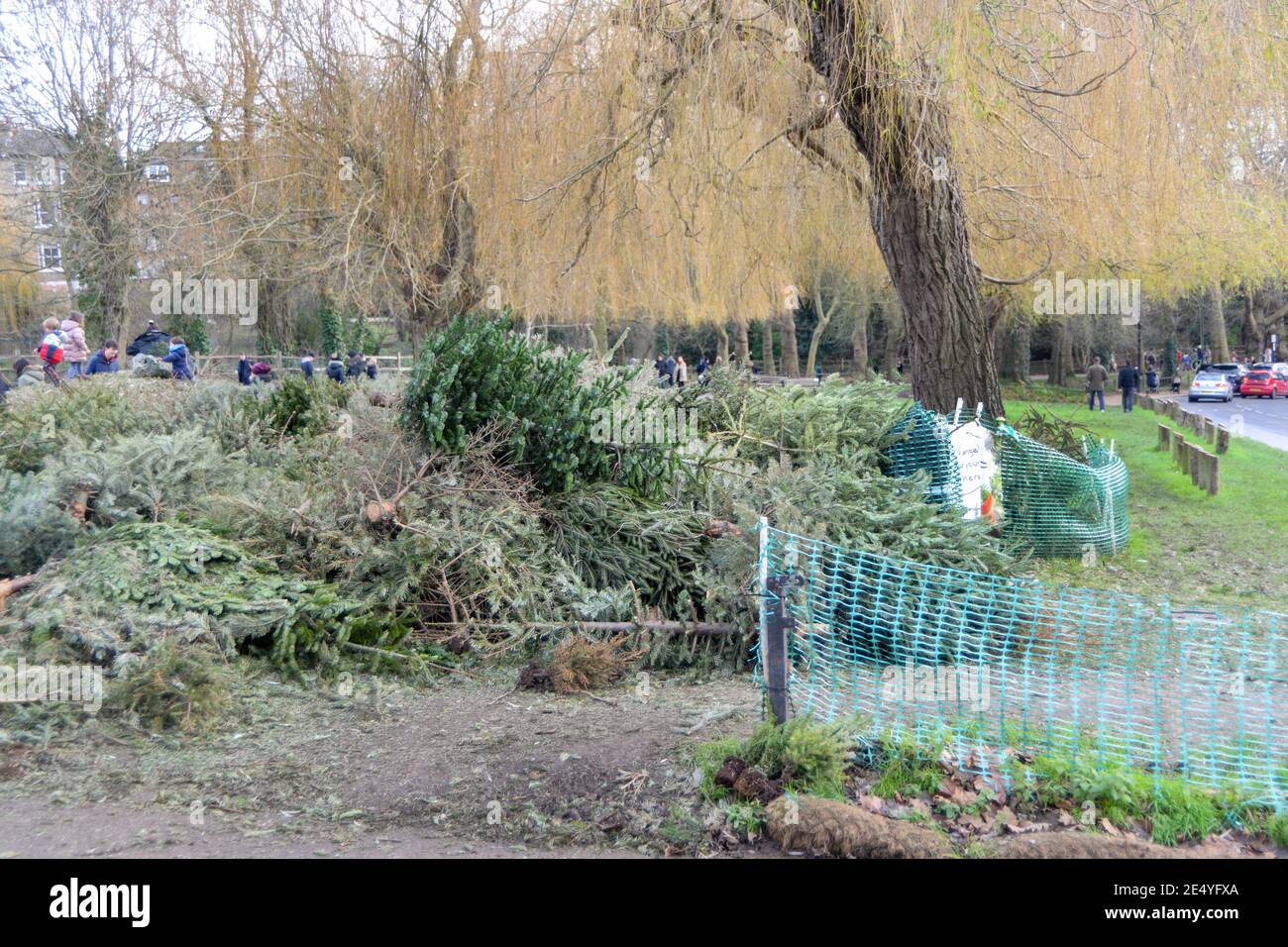 Plus de cinquante arbres de Noël utilisés sont abandonnés sur Hampstead Heath en janvier. Les gardiens de parc s'efforcez de les hacher en paillis pour recyclage. Banque D'Images