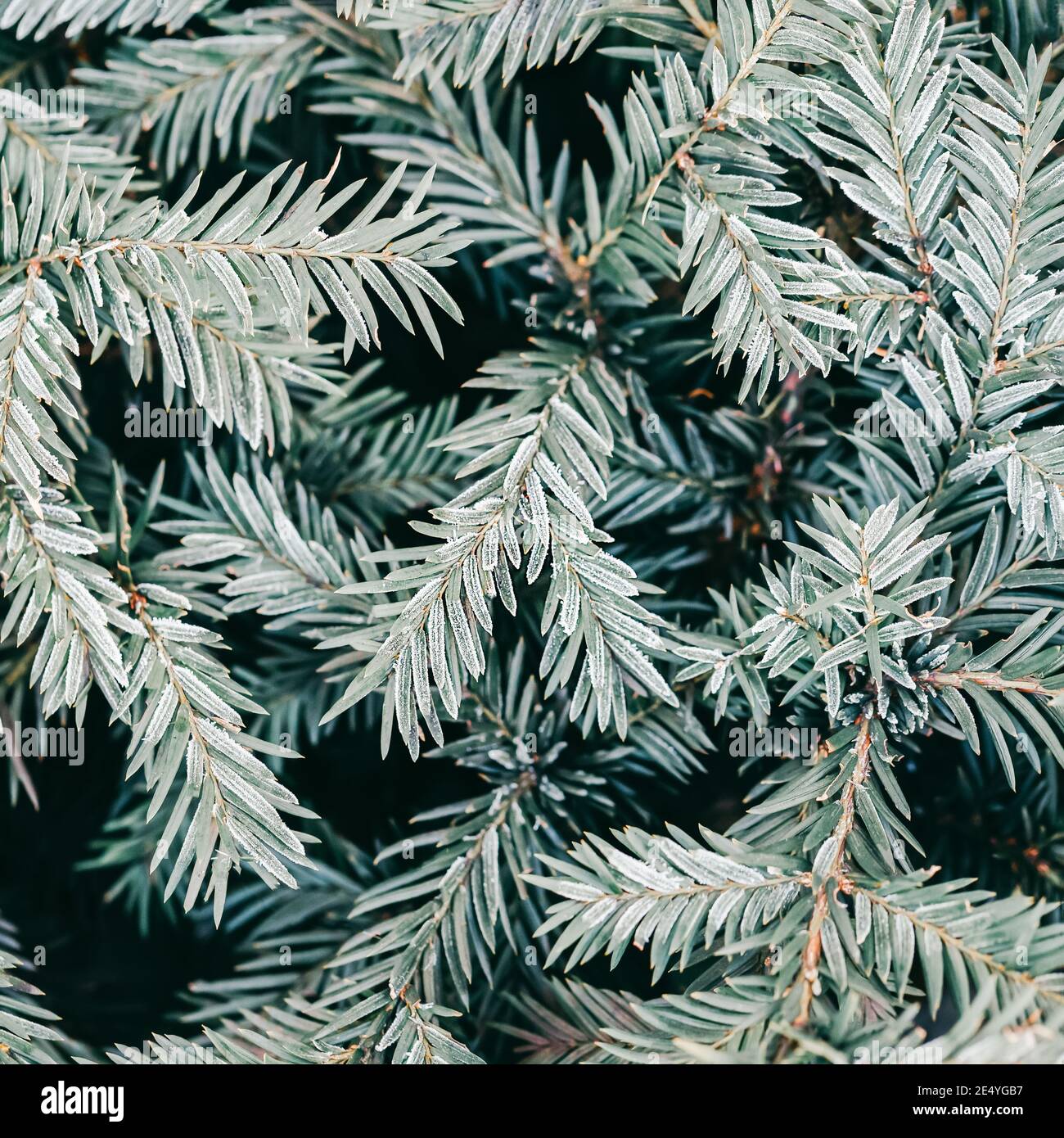 Branches d'arbre de Noël avec du givre, fond de conifères Banque D'Images