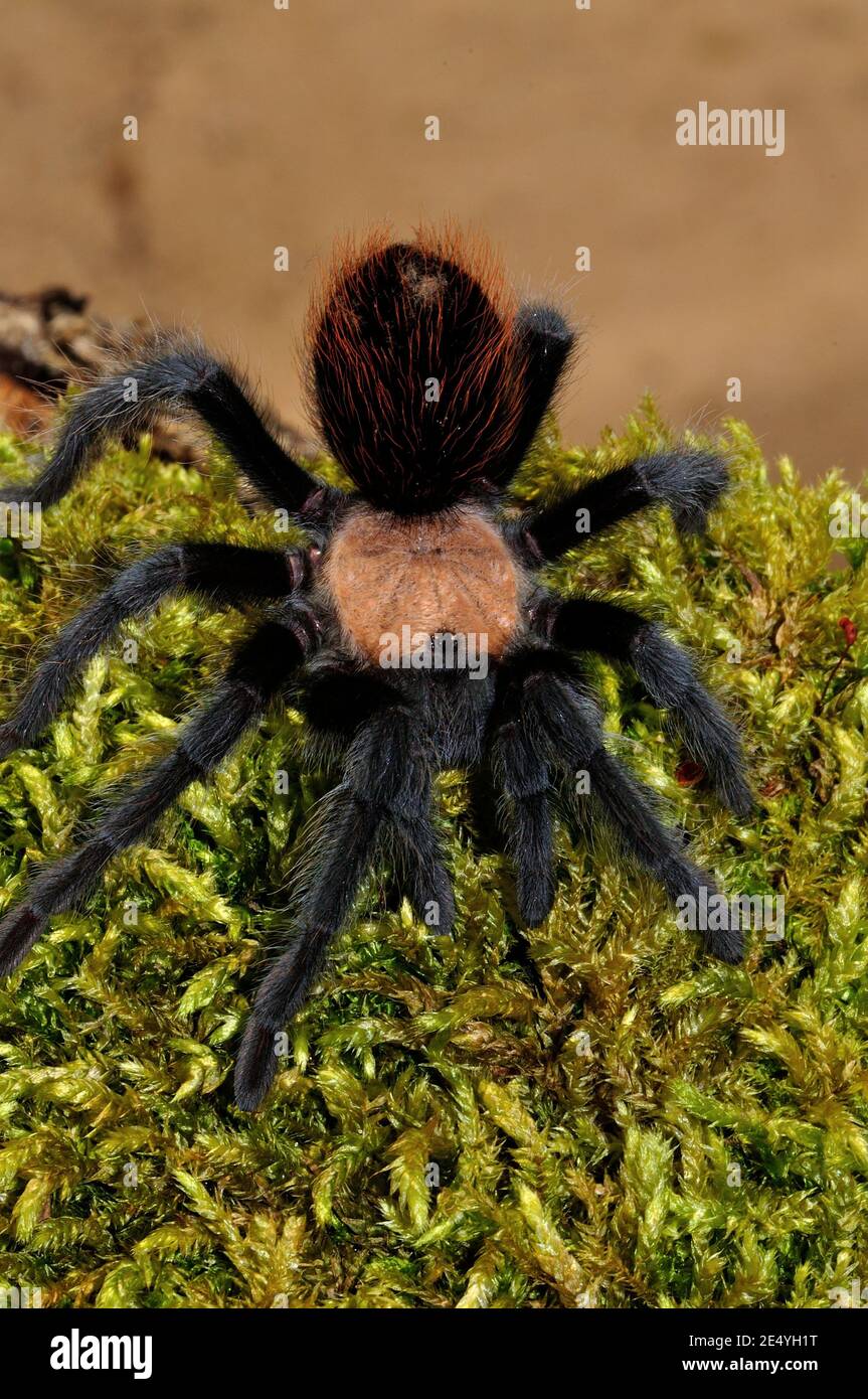 Brachypelma albiceps, tarantula rouge doré mexicain, tarantula rouge Amula, Rothaar-Vogelspinne Banque D'Images