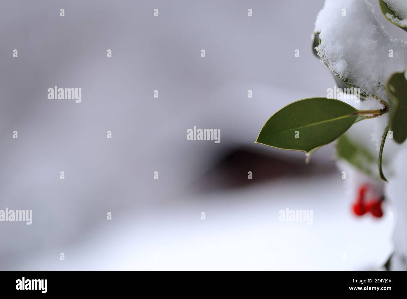 branche holly avec fond de bokeh d'hiver Banque D'Images