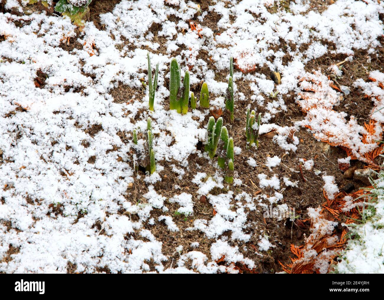 Les jonquilles se brisent avec des chutes de neige hivernales dans un jardin anglais à Hellesdon, Norfolk, Angleterre, Royaume-Uni. Banque D'Images