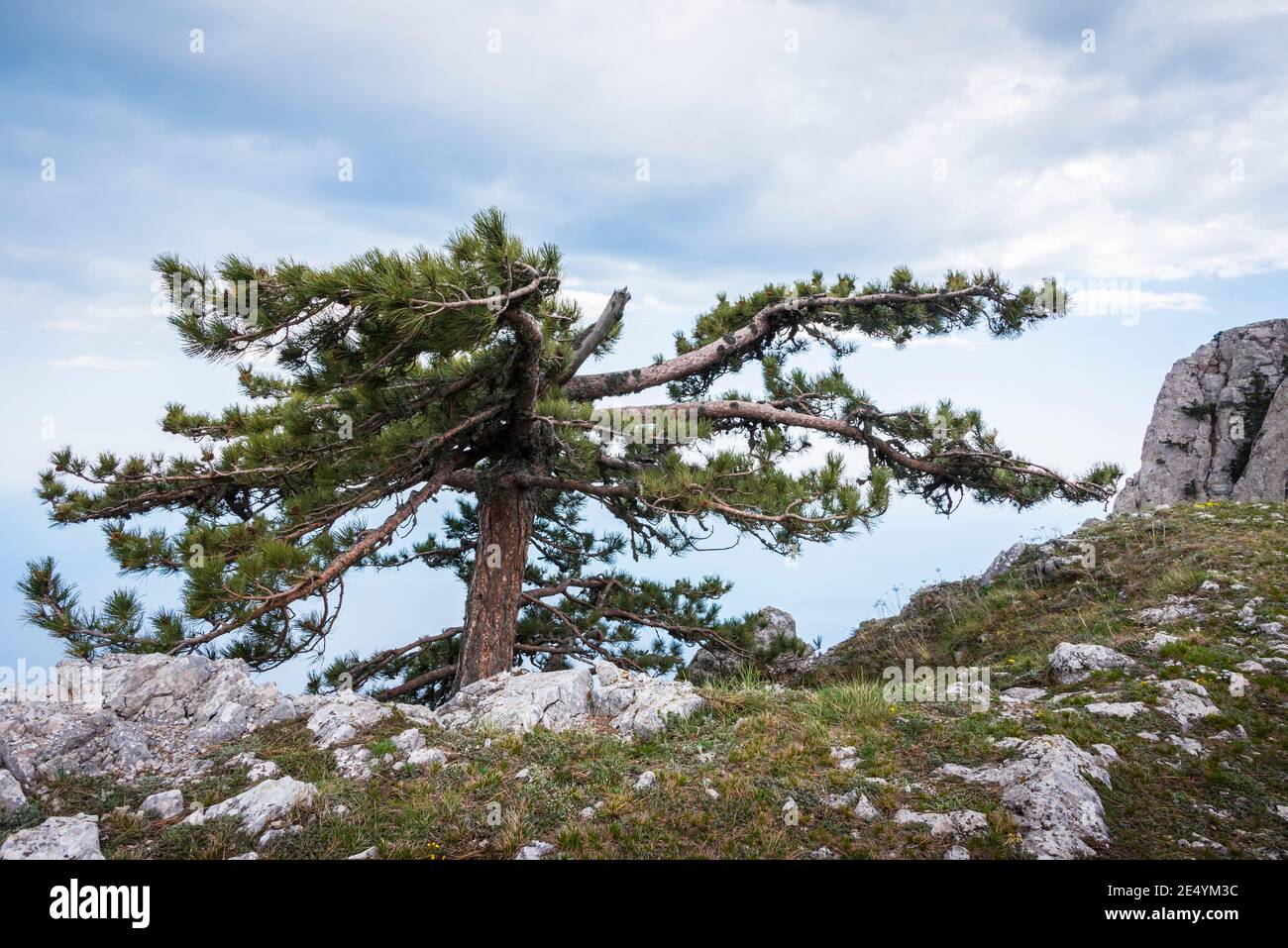 PIN de Crimée avec branches incurvées sur le dessus du montagne sur fond de ciel nuageux Banque D'Images