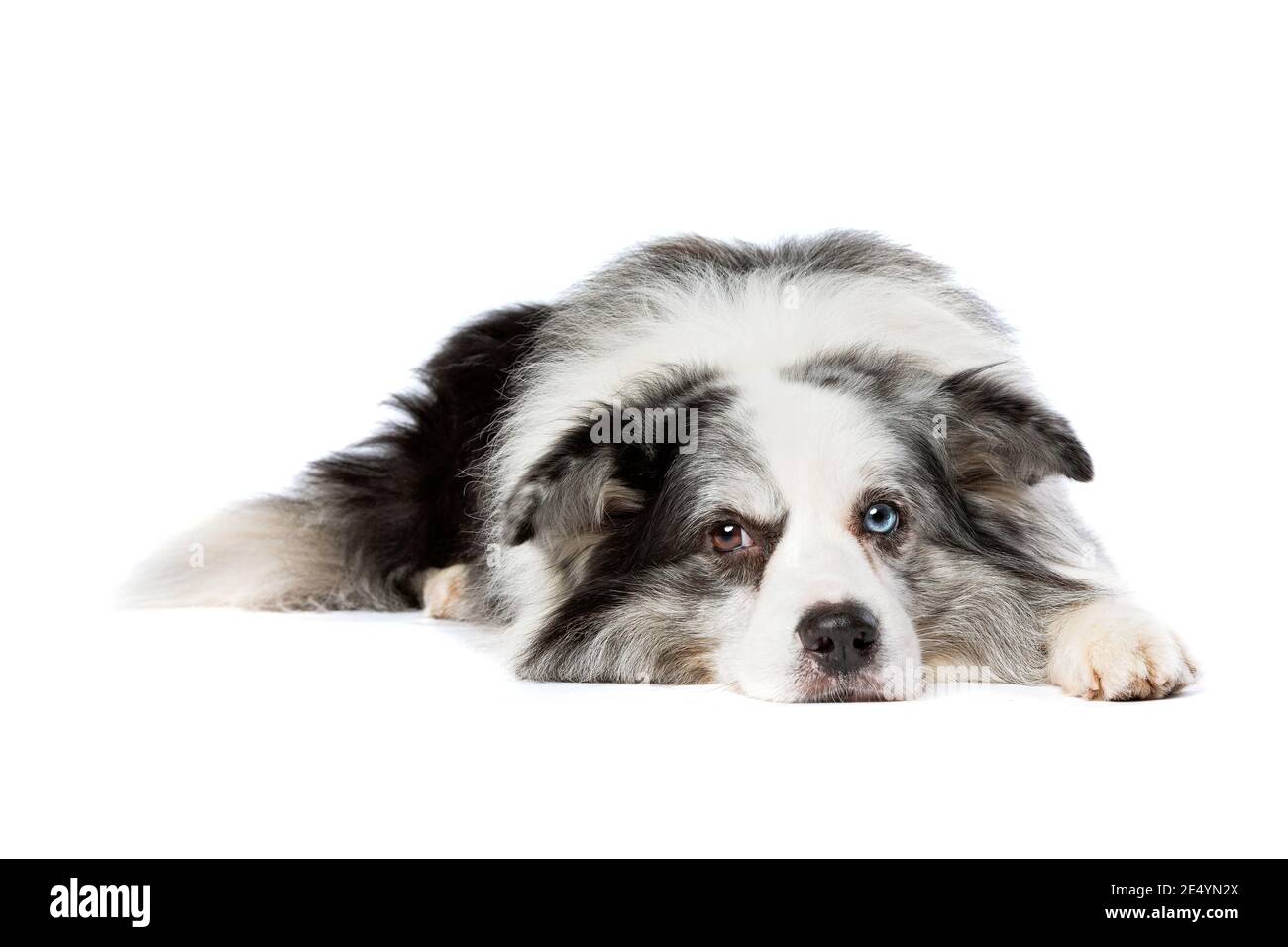 vieux chien bleu bordure merle collie devant un arrière-plan blanc Banque D'Images