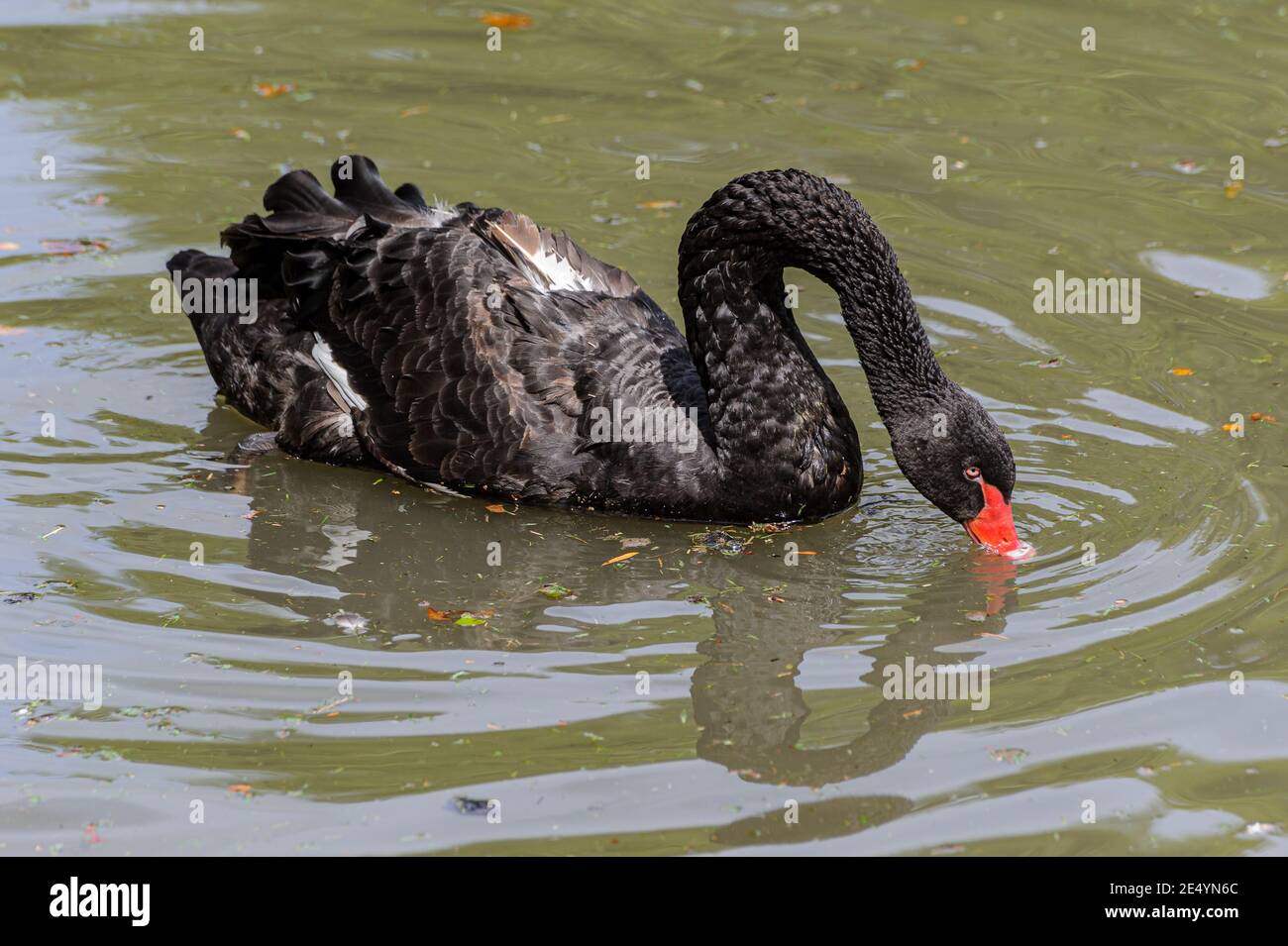 Photo d'un cygne noir photographié dans le parc d'un château. Banque D'Images