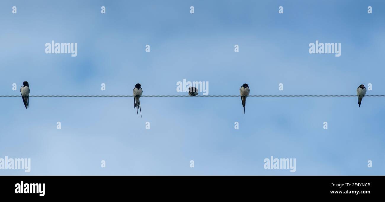 Barn Swalves, Hirundo rustica, perchée sur des fils téléphoniques à la fin de l'été, avant leur migration vers l'Afrique, où ils hivernent. North Yorkshire, Royaume-Uni. Banque D'Images Barn Swalves, Hirundo rustica, perchée sur des fils téléphoniques à la fin de l'été, avant leur migration vers l'Afrique, où ils hivernent. North Yorkshire, Royaume-Uni. Banque D'Images