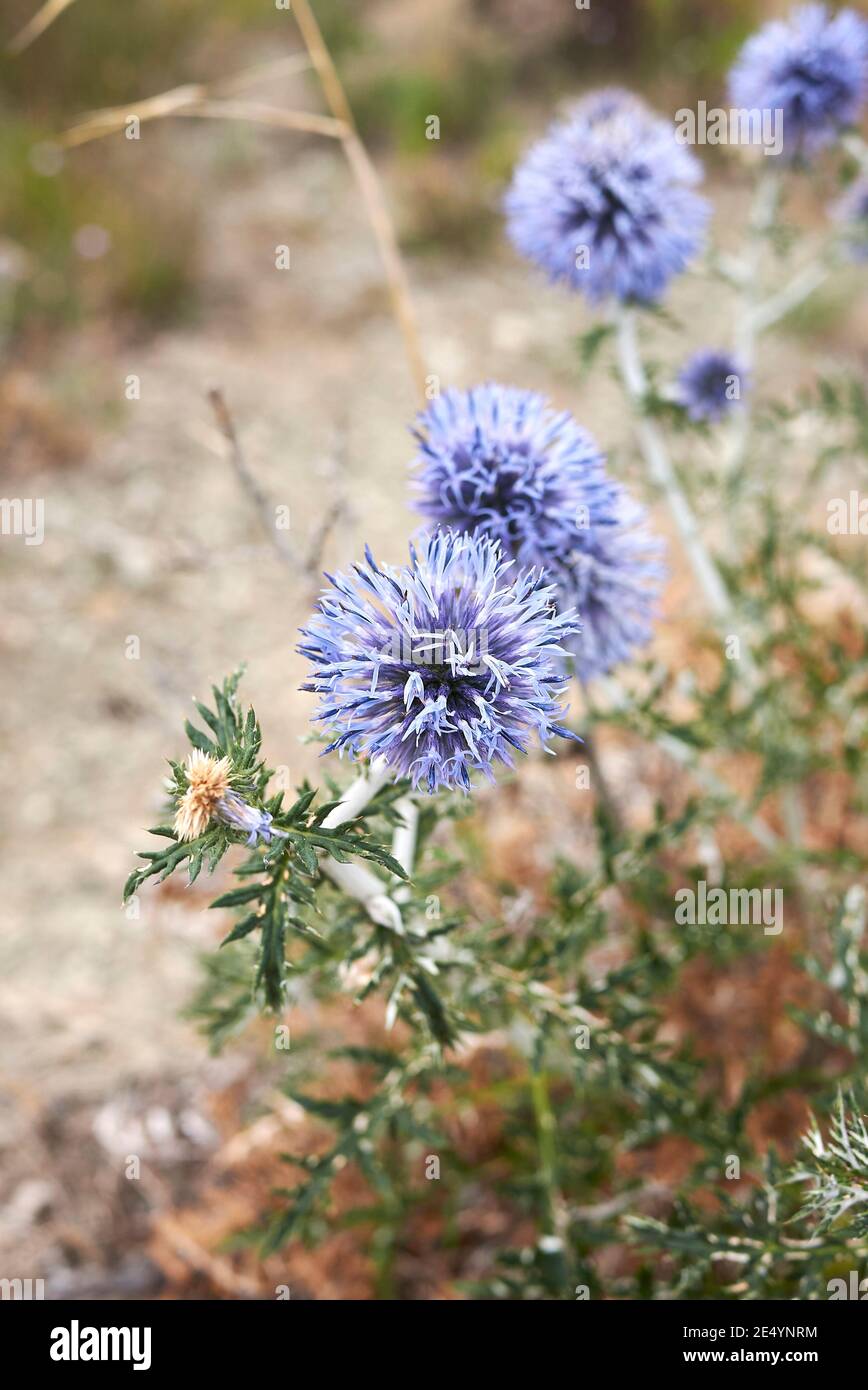 Inflorescence bleu-violet d'Echinops Banque D'Images