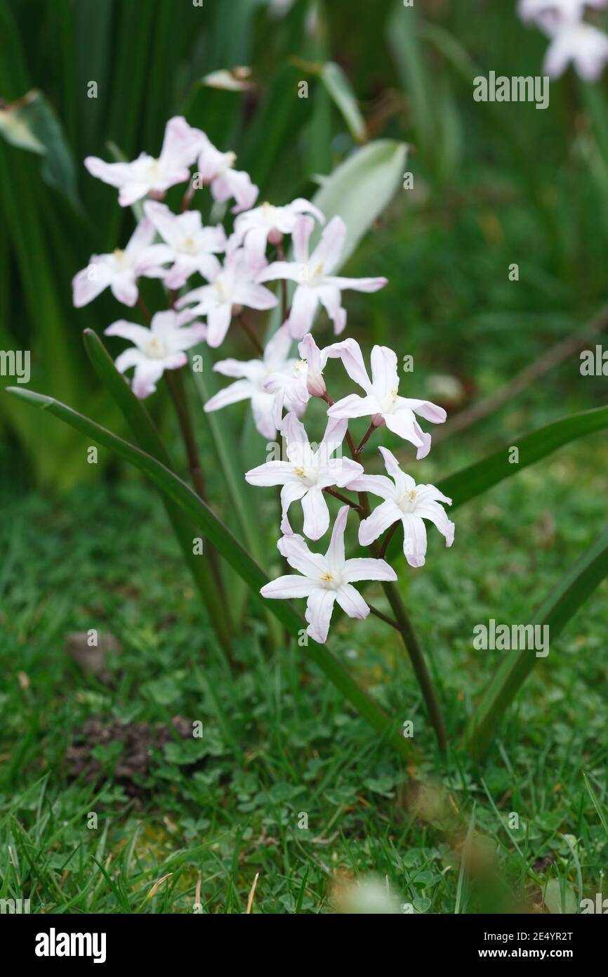 Rose fleurs Chionodoxa géant. Banque D'Images