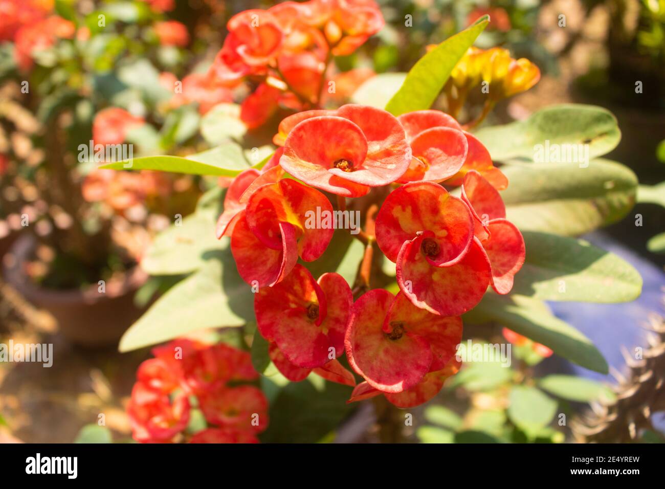 Plante du christ euphorbia milii Banque de photographies et d’images à