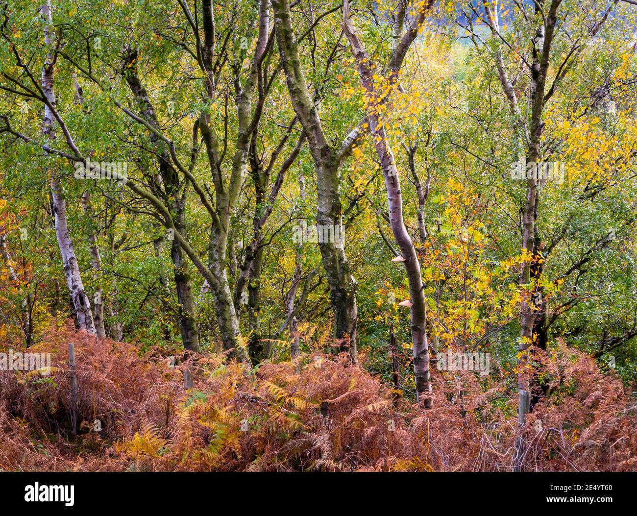 Arbres forestiers en automne à Gardom's Edge près de Baslow in Parc national du Peak District Derbyshire Dales Angleterre Royaume-Uni Banque D'Images