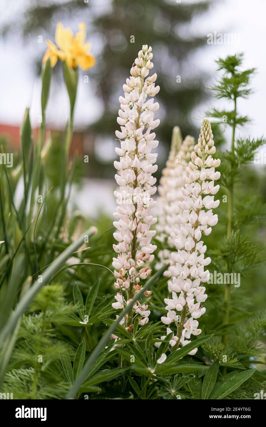 Fleurs Lupin photographiées en gros plan dans un jardin. Ensemble de petites fleurs blanches entourant la tige. Banque D'Images