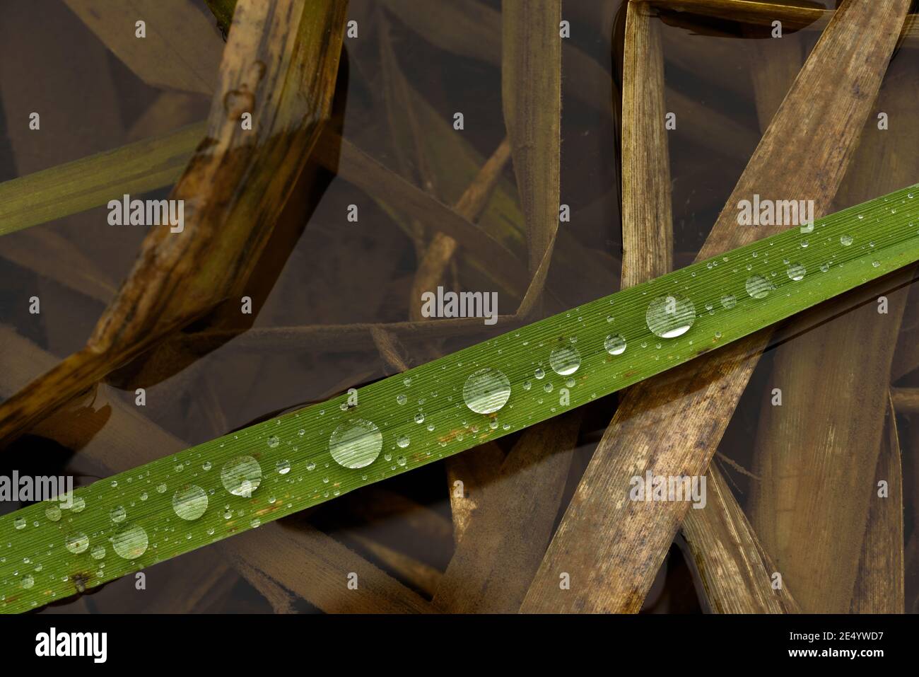 Abstraction raindrops sur une plante pour une belle photo macro. Banque D'Images
