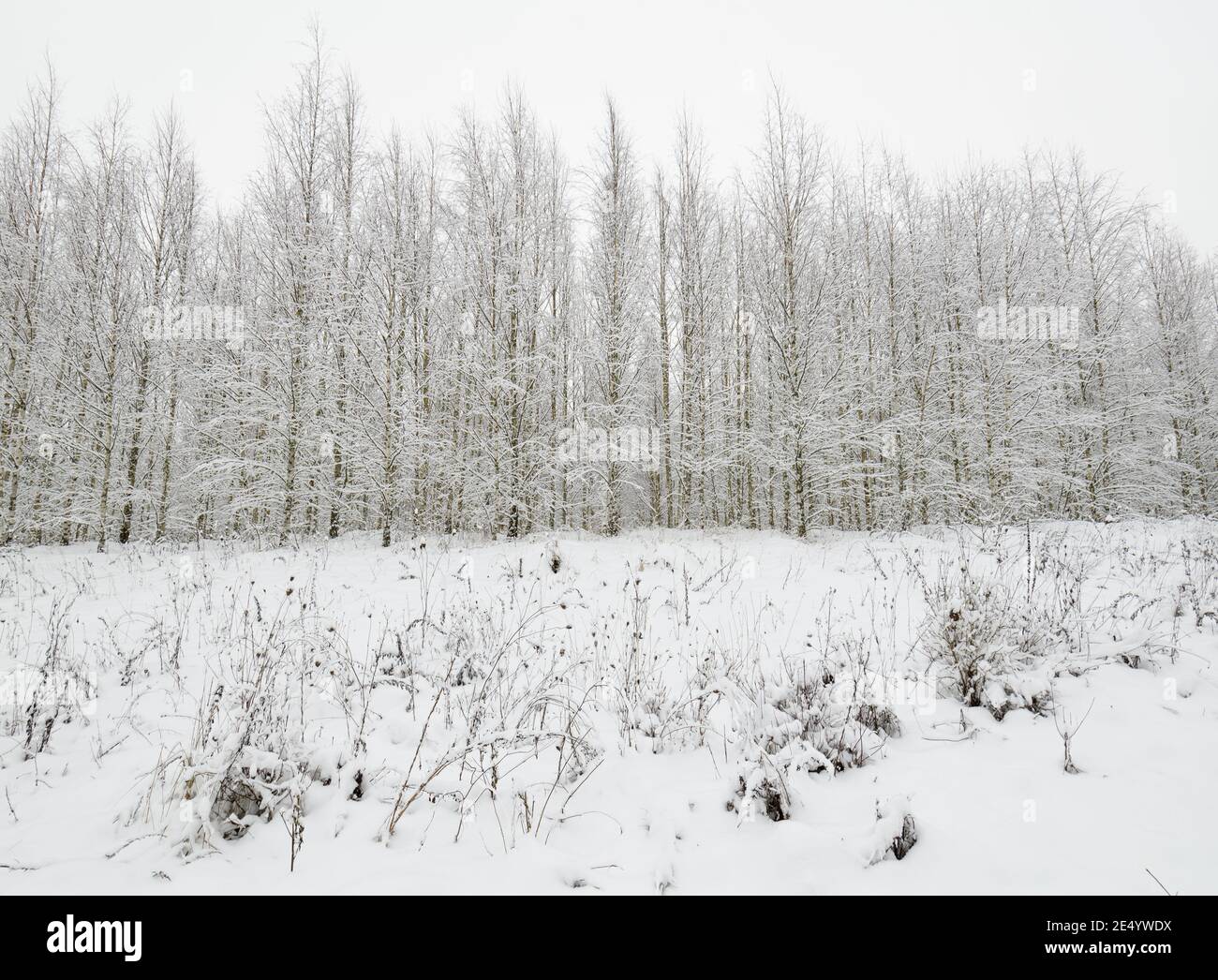 Beau paysage d'hiver forêt enneigée. Banque D'Images
