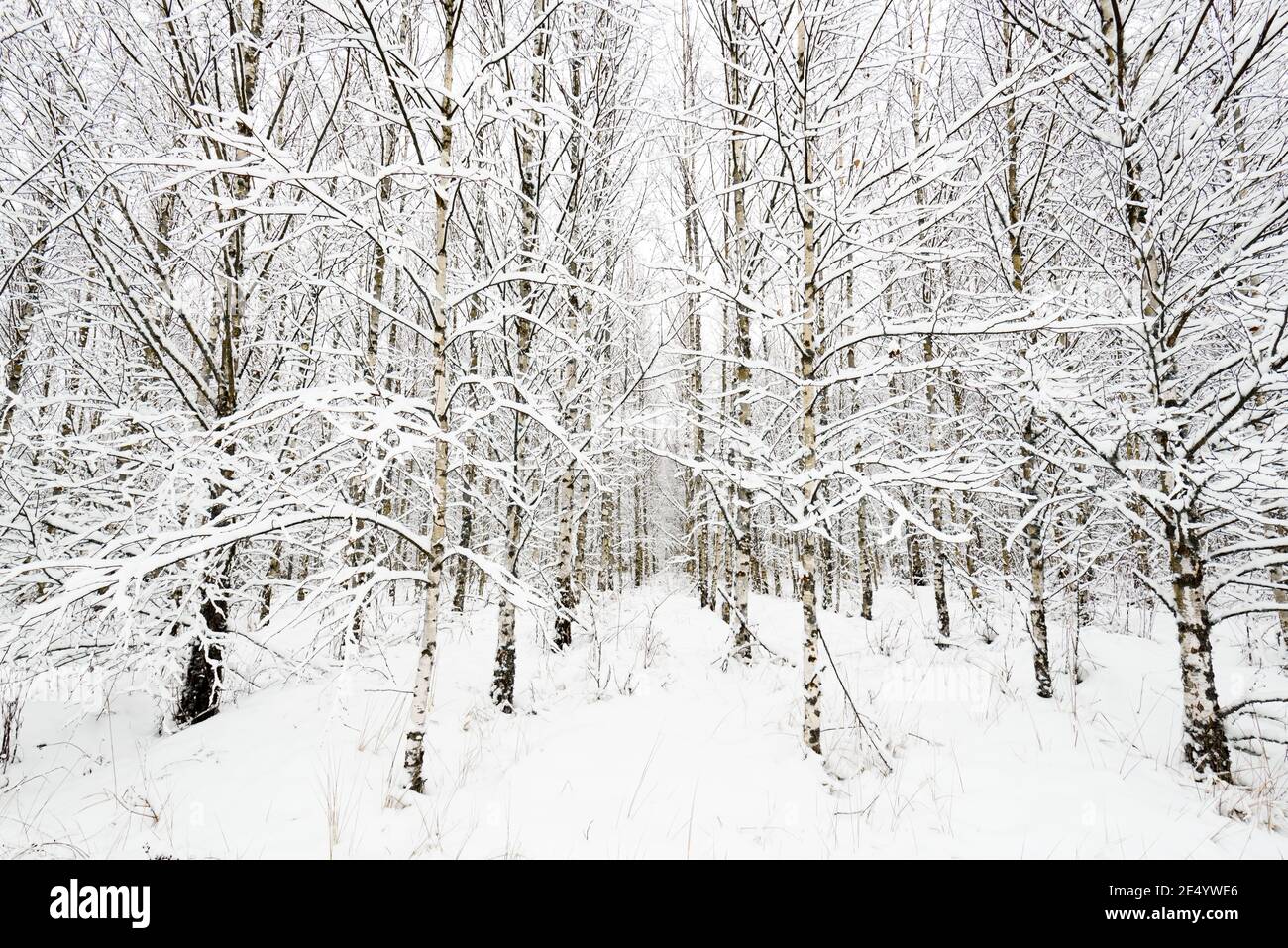 Beau paysage d'hiver forêt enneigée. Banque D'Images
