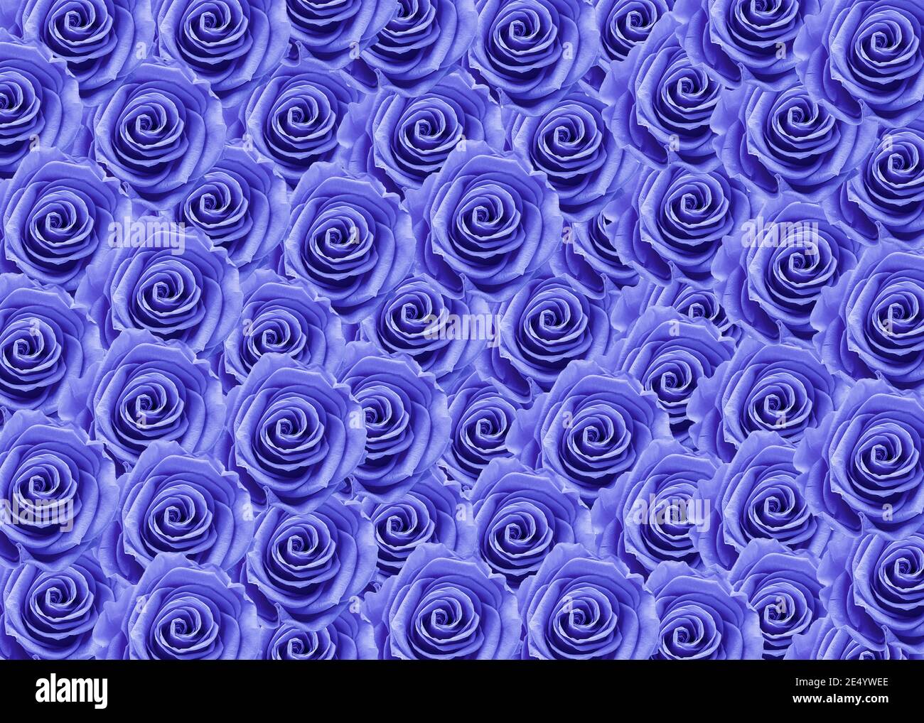 Magnifiques roses bleues pour le jour de l'amour, le jour de la Saint-Valentin. Banque D'Images