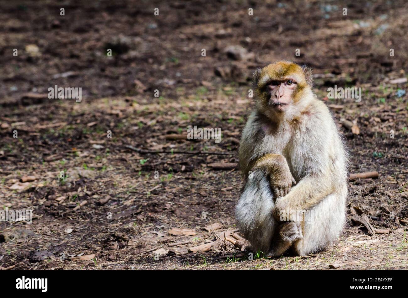 Singe macaque vivant dans des bois de cèdre près d'Azrou au Maroc Banque D'Images