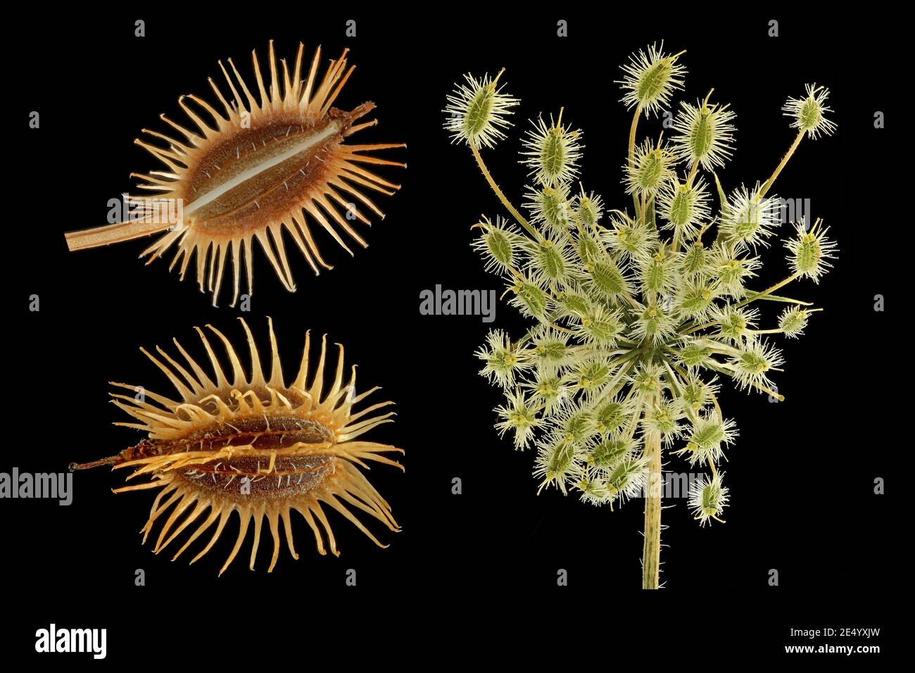 Daucus carota, carotte sauvage, Wilde Möhre, gros plan, graines (fruits), ombel Banque D'Images