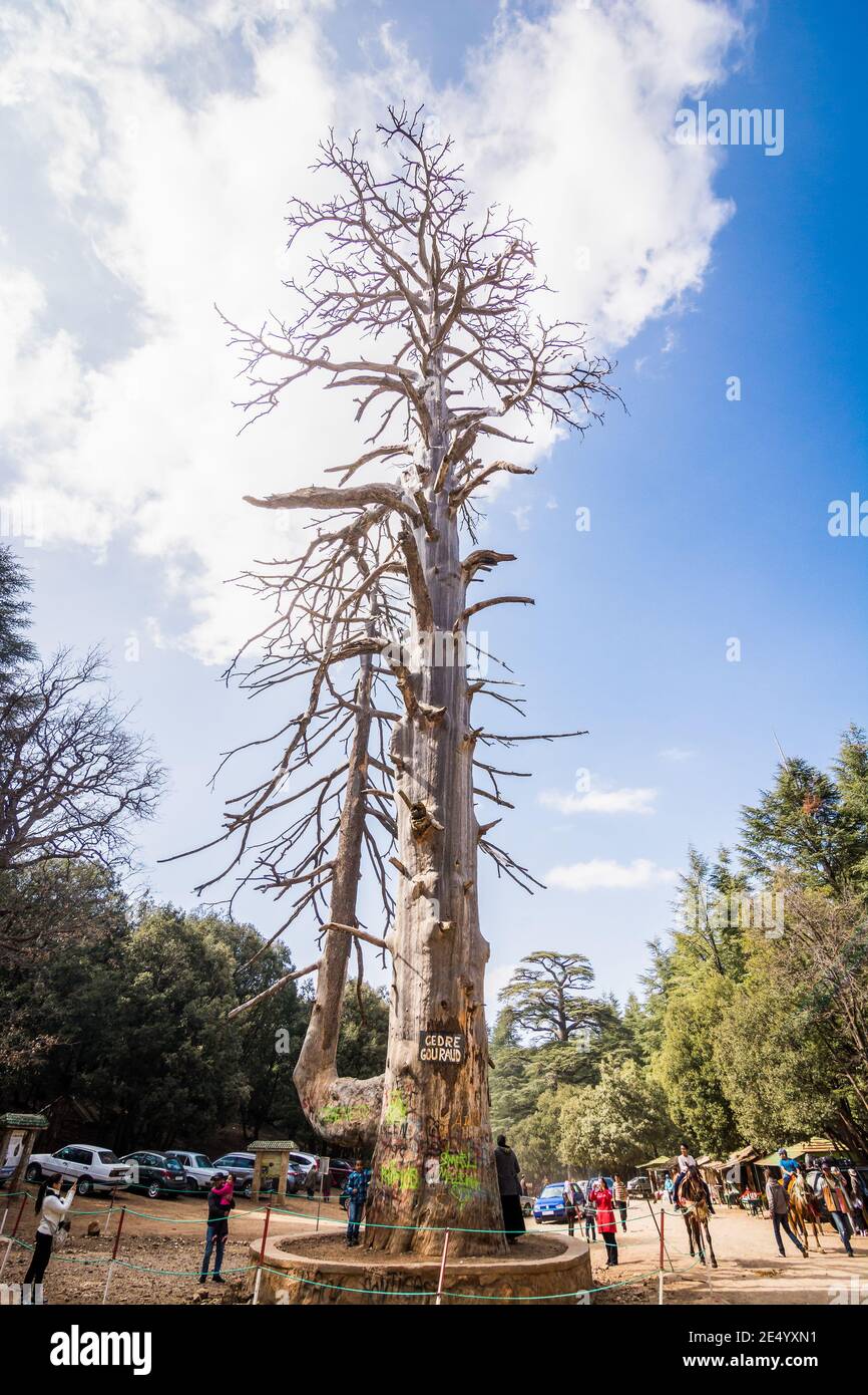 Azrou, Maroc - 09 avril 2015. Cet arbre s'appelle 'le Cedre Gouraud ...