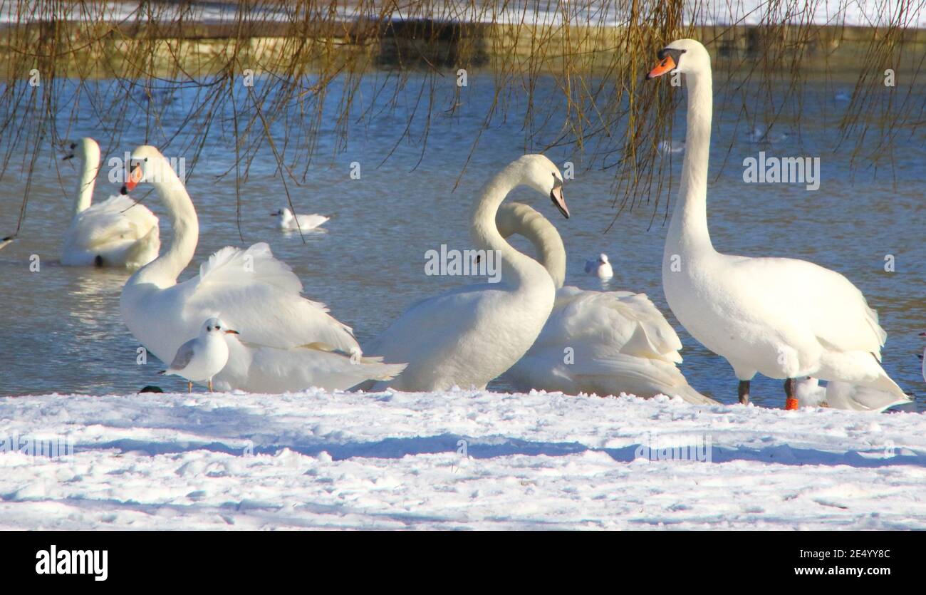 Bedford, Royaume-Uni. 25 janvier 2021. Cygnes dans la neige ayant chuté sur une grande partie du sud et de l'est du pays dimanche, le soleil est sorti pour lundi. Le ciel bleu et le soleil ont fait que les petites choses ont l'air pittoresques. Bedford a subi sa première chute de neige importante en plusieurs années. Bedford, Royaume-Uni lundi 25 janvier 2021 crédit: KEITH MAYHEW/Alamy Live News Banque D'Images