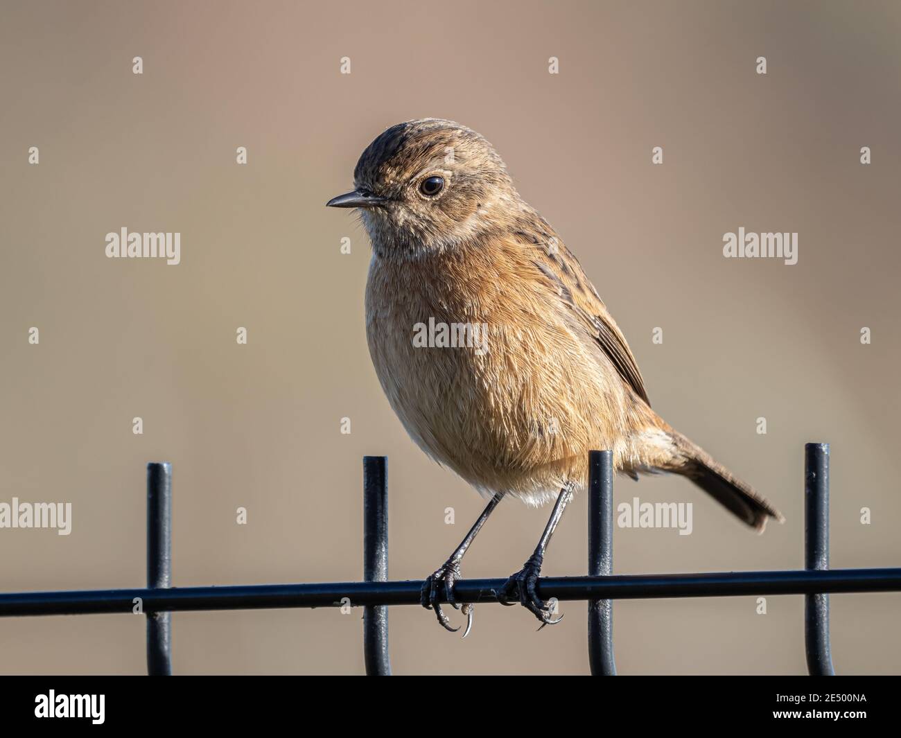 Une femelle (Saxicola torquatus) dans la réserve naturelle des terres agricoles de Beddington à Sutton, Londres. Banque D'Images