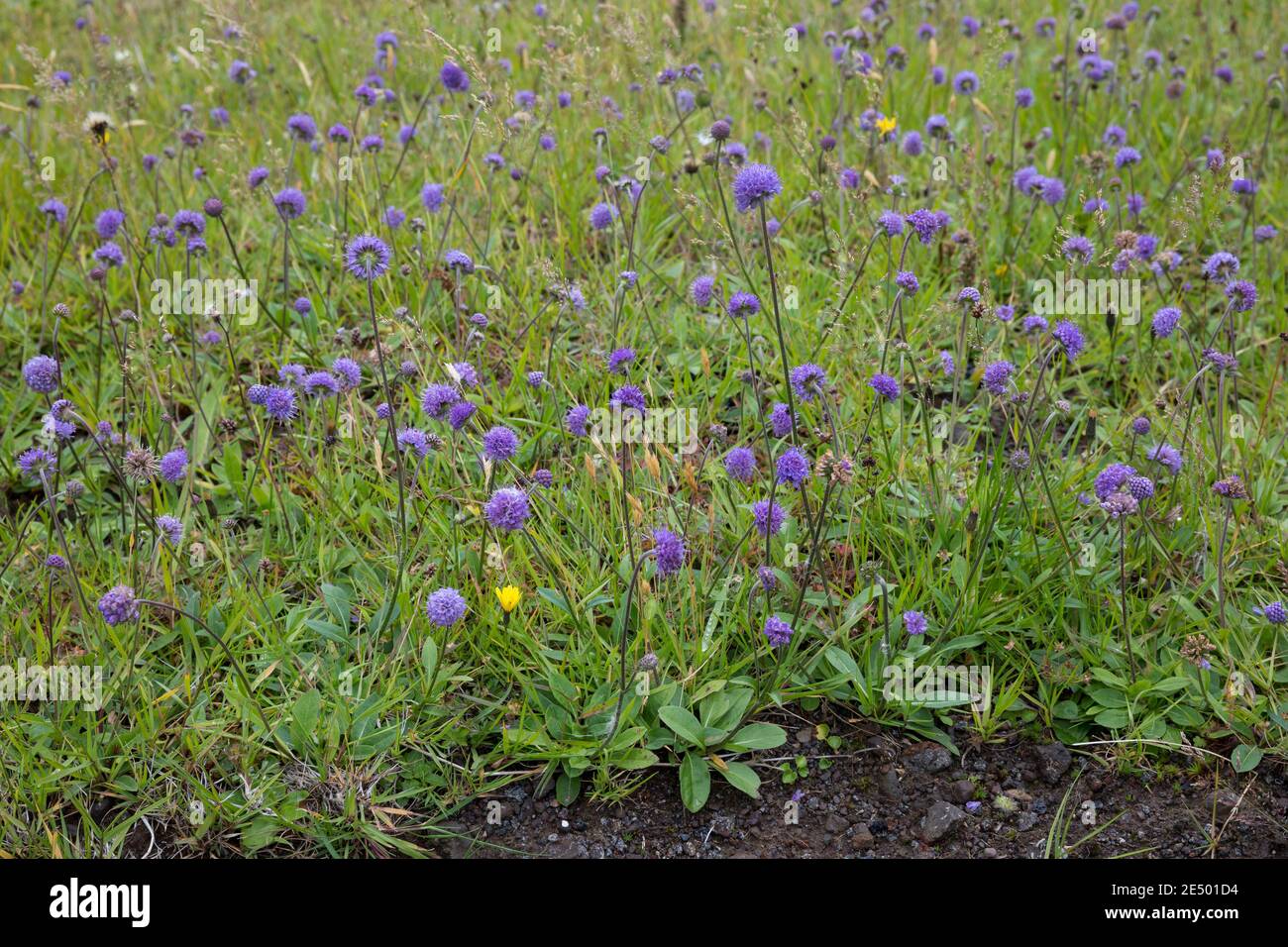 Gewöhnlicher Teufelsabbiss, Abbiss, Teufelwurz, Teufelsbiss, Sumpf-Skabiose, Sucisa pratensis, Scabiosa succinisa, Diable's-bit, Diable's-bit Scabious, L. Banque D'Images
