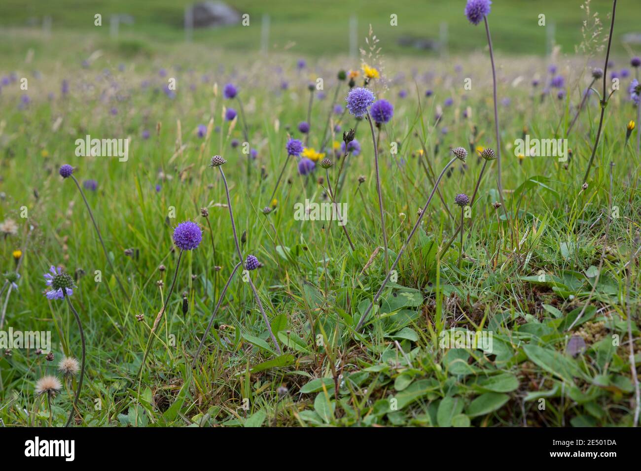 Gewöhnlicher Teufelsabbiss, Abbiss, Teufelwurz, Teufelsbiss, Sumpf-Skabiose, Sucisa pratensis, Scabiosa succinisa, Diable's-bit, Diable's-bit Scabious, L. Banque D'Images