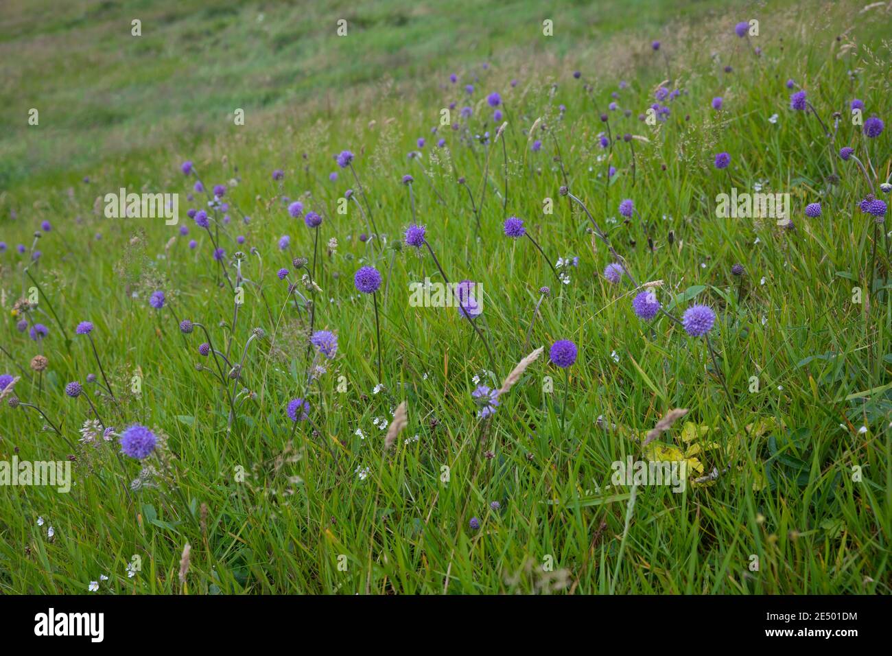 Gewöhnlicher Teufelsabbiss, Abbiss, Teufelwurz, Teufelsbiss, Sumpf-Skabiose, Sucisa pratensis, Scabiosa succinisa, Diable's-bit, Diable's-bit Scabious, L. Banque D'Images