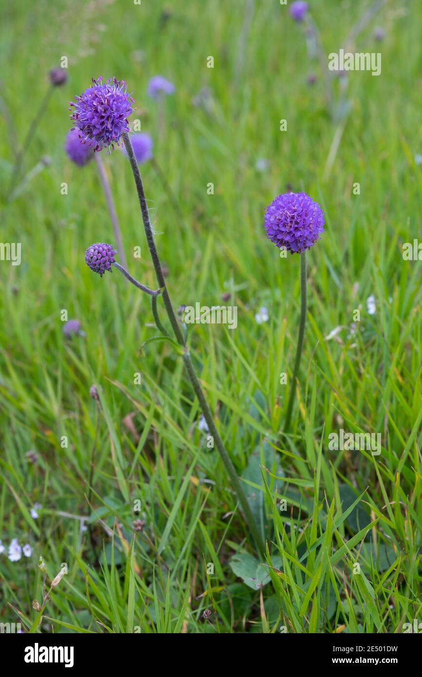 Gewöhnlicher Teufelsabbiss, Abbiss, Teufelwurz, Teufelsbiss, Sumpf-Skabiose, Sucisa pratensis, Scabiosa succinisa, Diable's-bit, Diable's-bit Scabious, L. Banque D'Images
