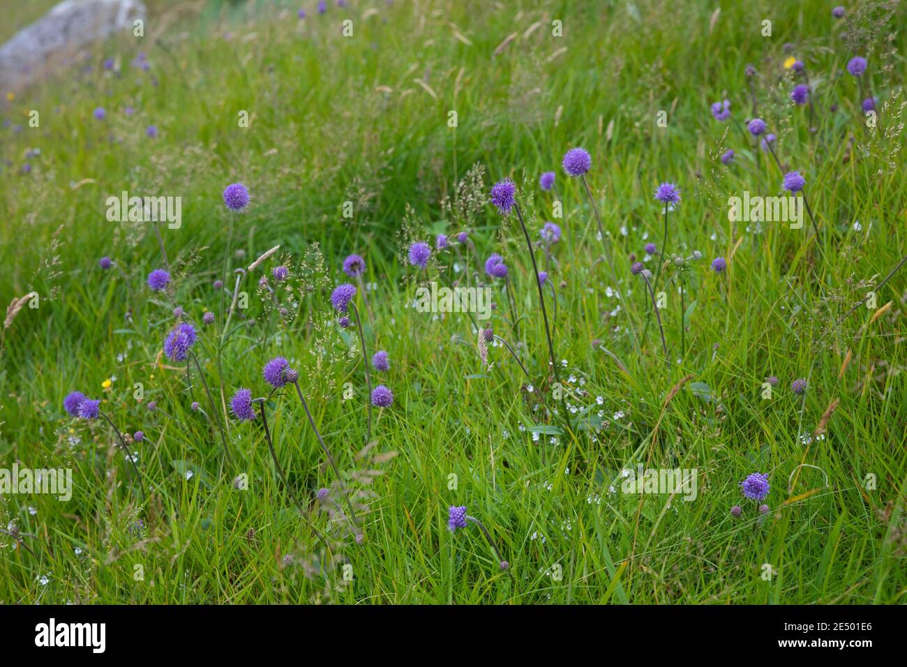Gewöhnlicher Teufelsabbiss, Abbiss, Teufelwurz, Teufelsbiss, Sumpf-Skabiose, Sucisa pratensis, Scabiosa succinisa, Diable's-bit, Diable's-bit Scabious, L. Banque D'Images