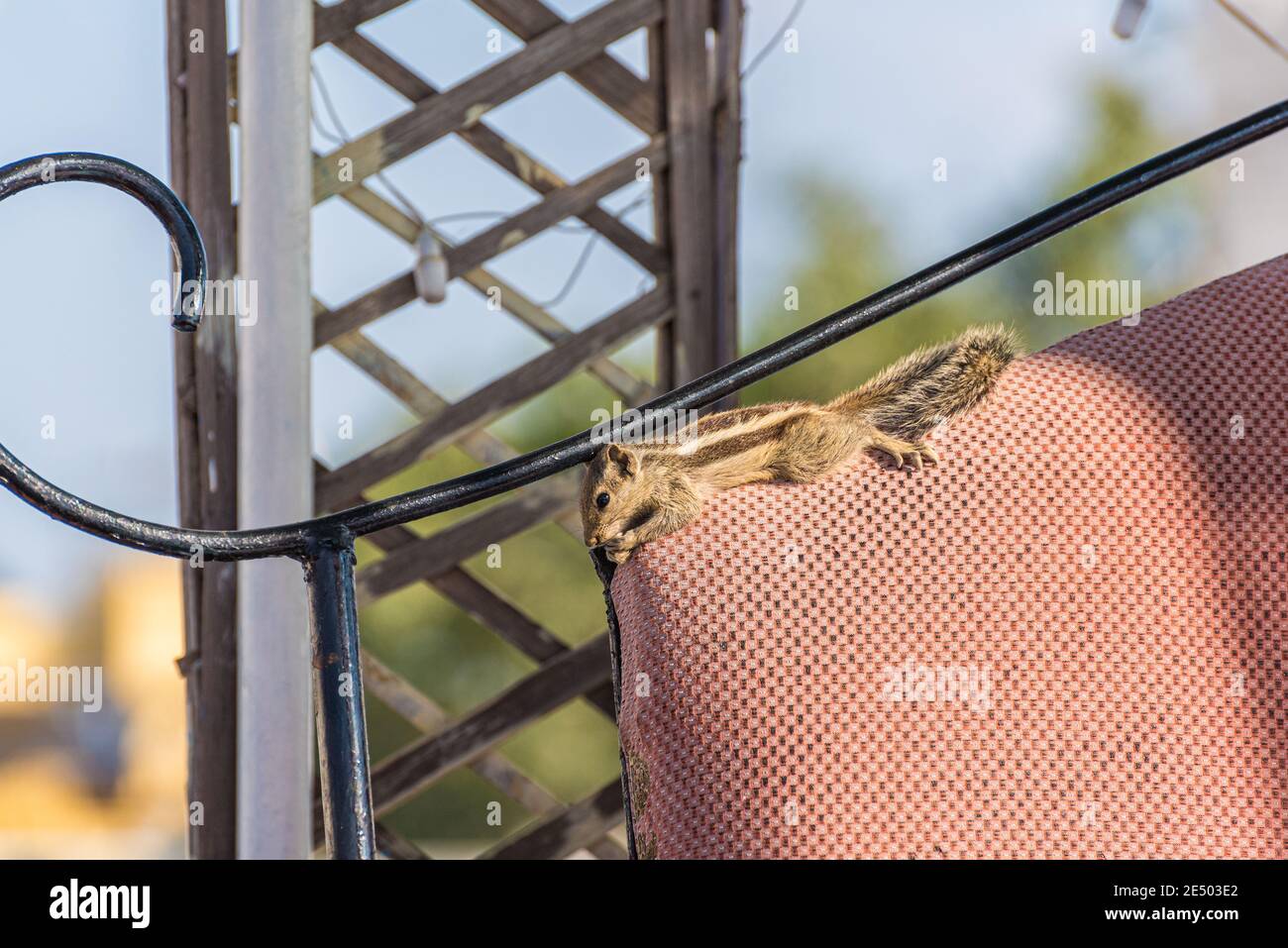 L'écureuil sauvage indien de palmier (Funambulus palmarum) se détend sur un dossier de fauteuil au restaurant sur le toit dans la vieille ville d'Udaipur, Rajasthan, Inde. Banque D'Images
