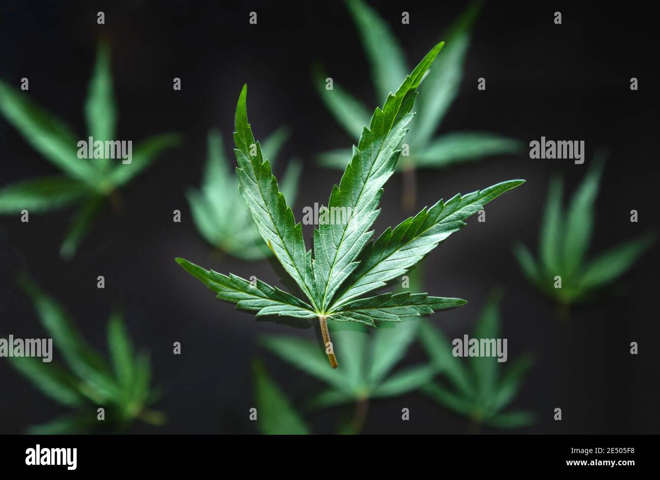 Lévitation de feuilles de chanvre vert de cannabis sur fond noir. Cannabis médical plante cannabis Sativa modèle. Herbe ganja légaliser le concept de drogue de tabagisme. Banque D'Images