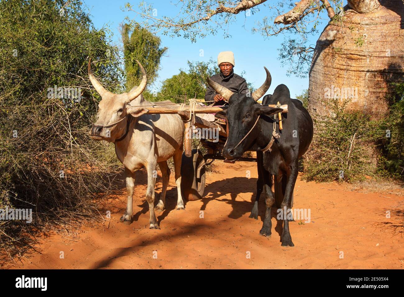 Ifaty, Madagascar - 01 mai 2019: Inconnu Malgache conduite simple chariot en bois tiré par deux bovins de zébu par beau temps ensoleillé, baobab et petit Banque D'Images