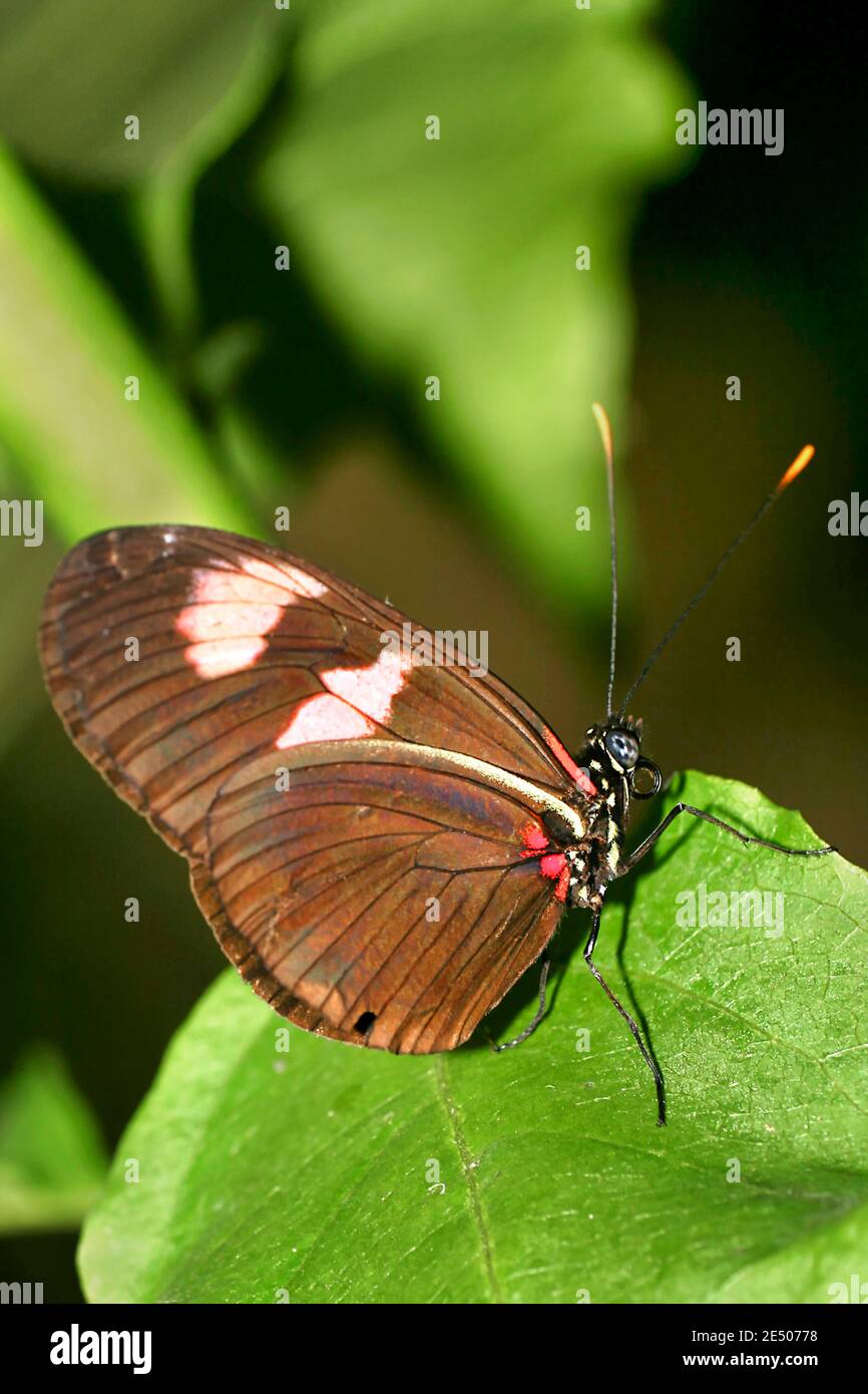 Papillon tropical, forêt tropicale, bassin de la rivière Napo, Amazonie, Equateur, Amérique Banque D'Images