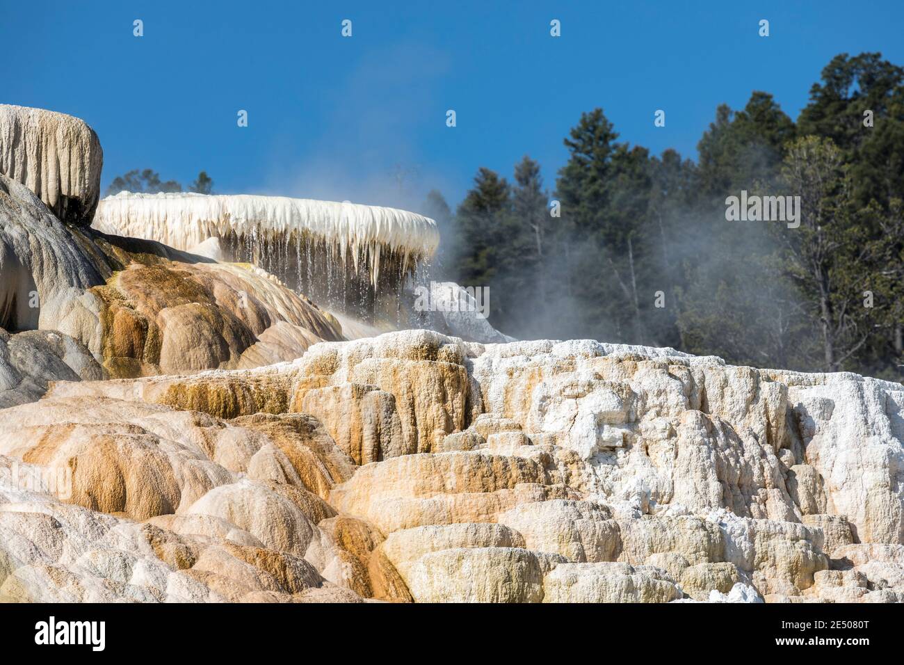 Mammoth Hot Springs, Parc National de Yellowstone, Wyoming, USA Banque D'Images
