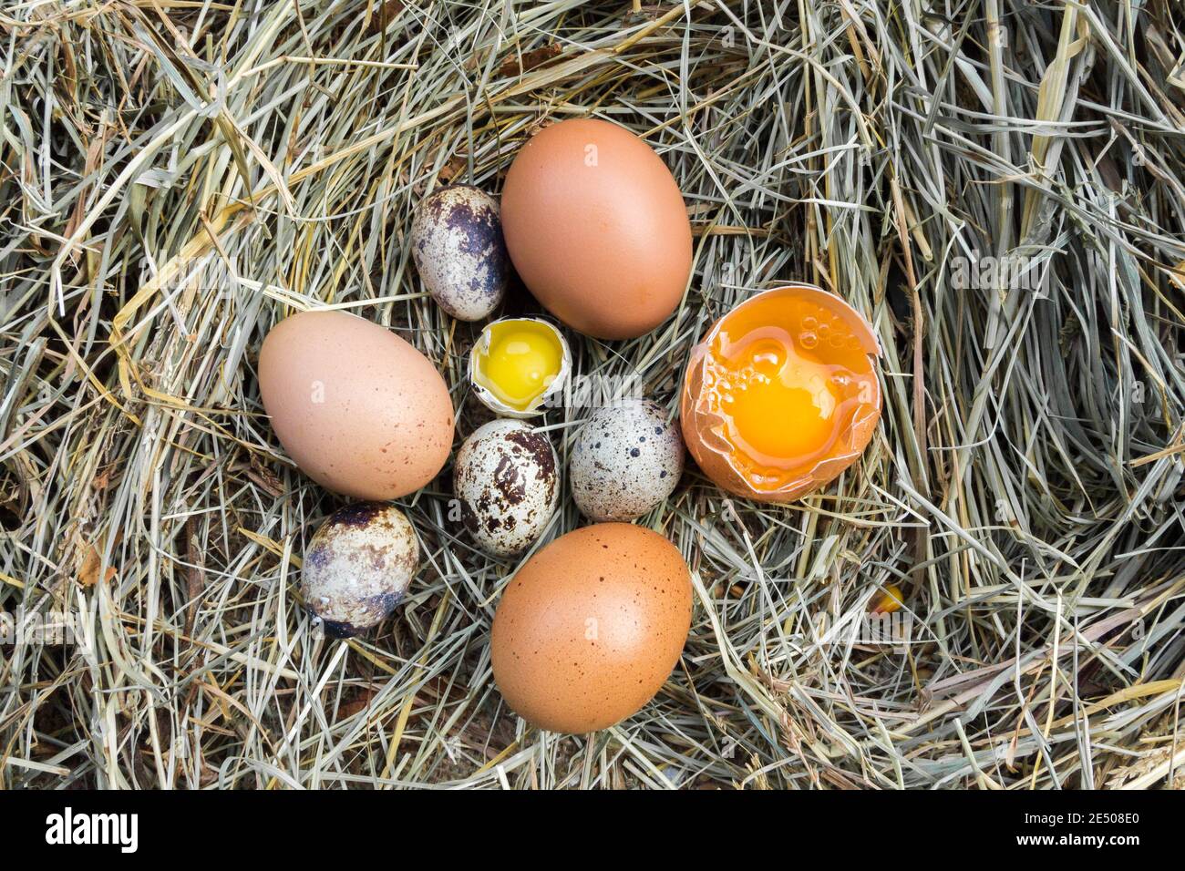 Une variété d'œufs dans la crèche. Oeufs de caille et de poulet. Banque D'Images