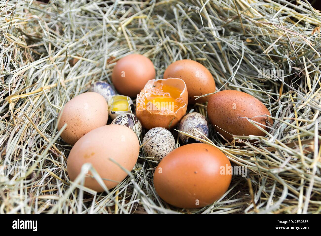 Une variété d'œufs dans la crèche. Oeufs de caille et de poulet. Banque D'Images