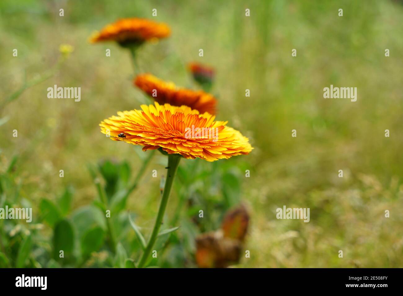 Le bellicou orange-rouge dans un arrière-plan flou. Un pré vert. Hieracium. Cette fleur est liée au pissenlit. Ils attirent les abeilles. Banque D'Images