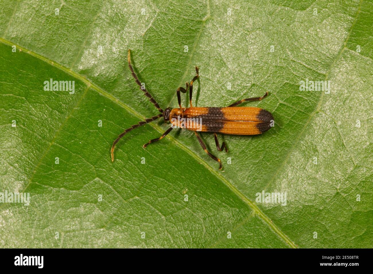 Beetle à ailes réseau non identifié, Lycidae. Longueur 7 mm. Banque D'Images