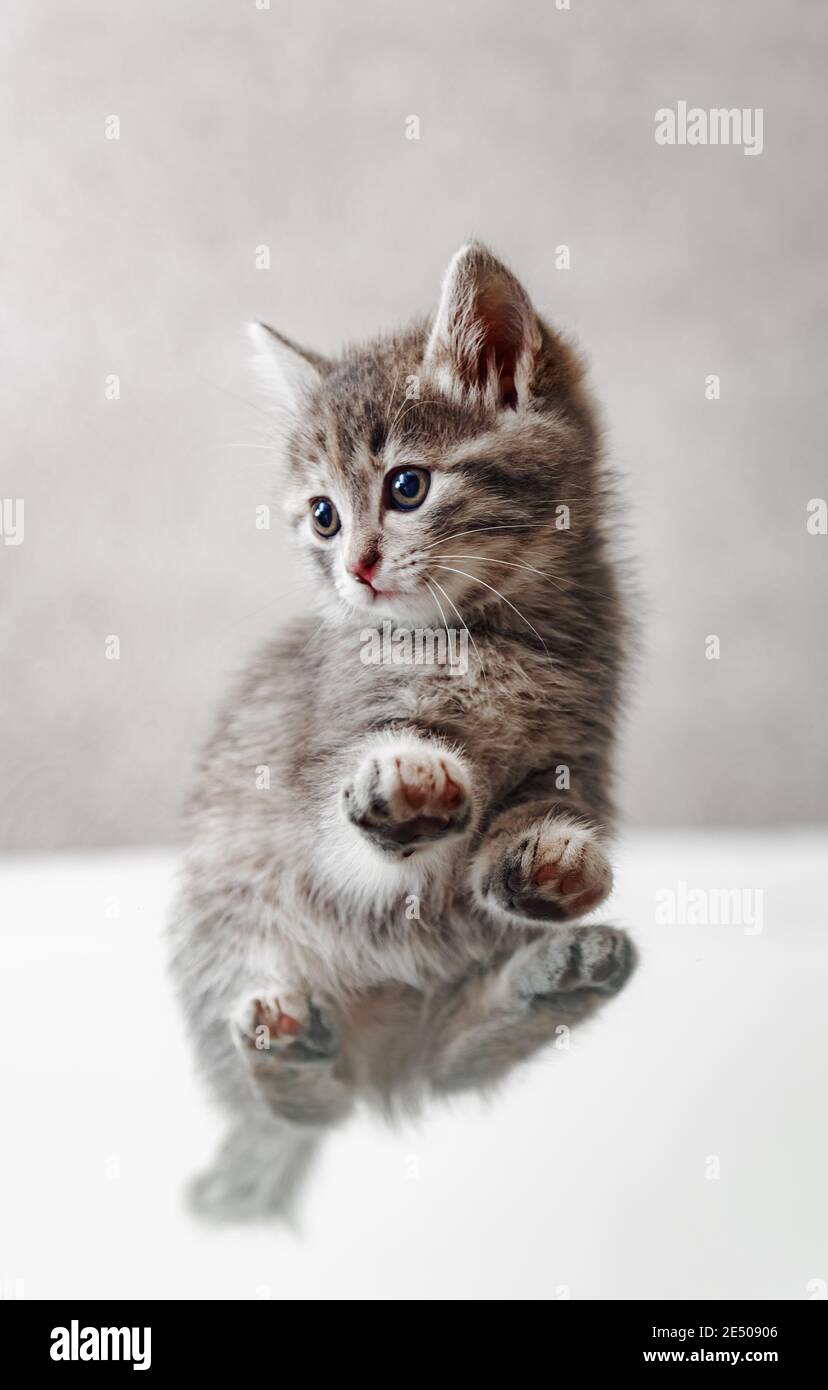 Tabby chaton sur fond blanc vue du bas. Vue de dessous sur les pattes et la tumme de chat. Magnifique animal animal de compagnie de chat ludique de bébé. Coussins pour chatons. Banque D'Images
