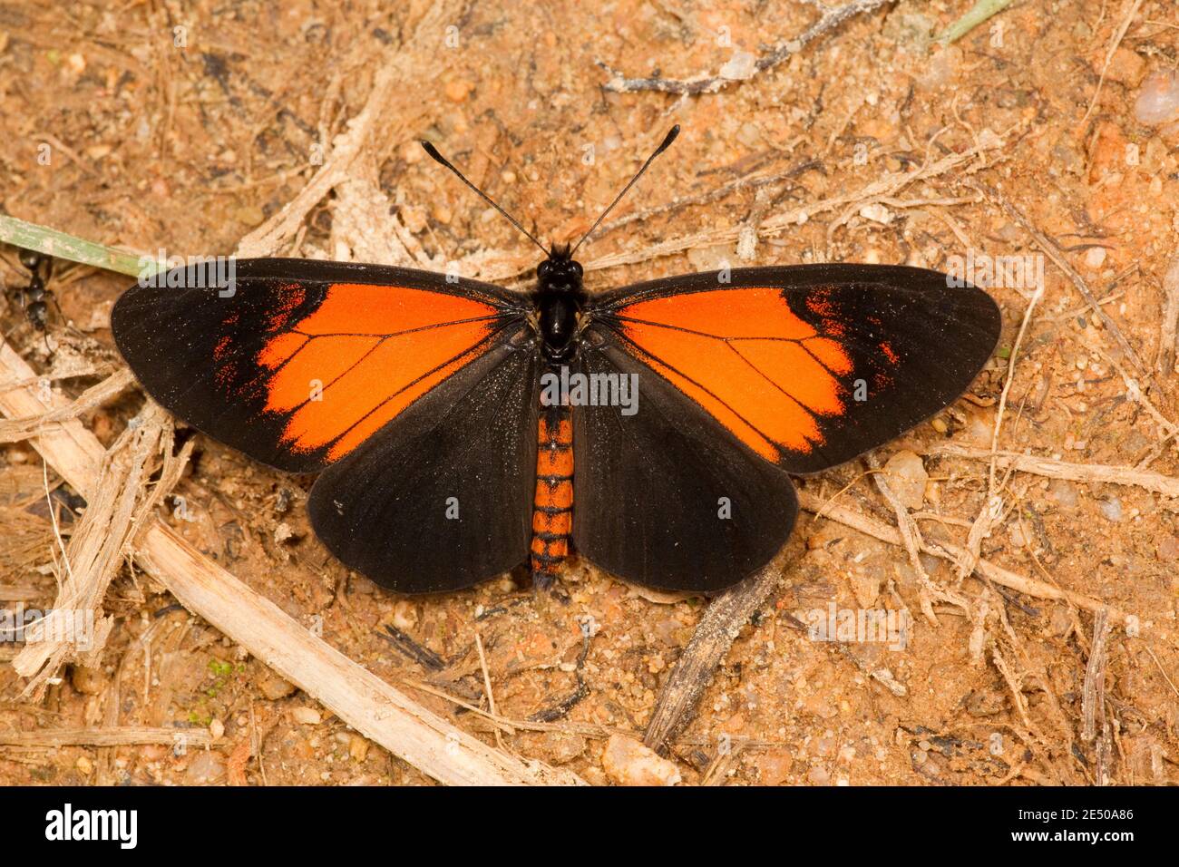 Heliconid Butterfly, Altinote alcione theophila, Heliconiinae. Vue dorsale. Banque D'Images