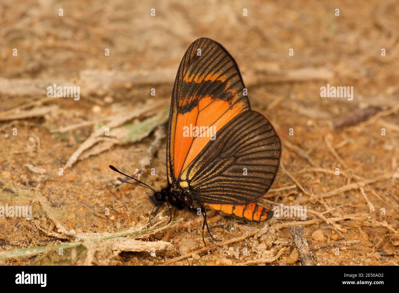 Heliconid Butterfly, Altinote alcione theophila, Heliconiinae. Vue ventrale. Banque D'Images