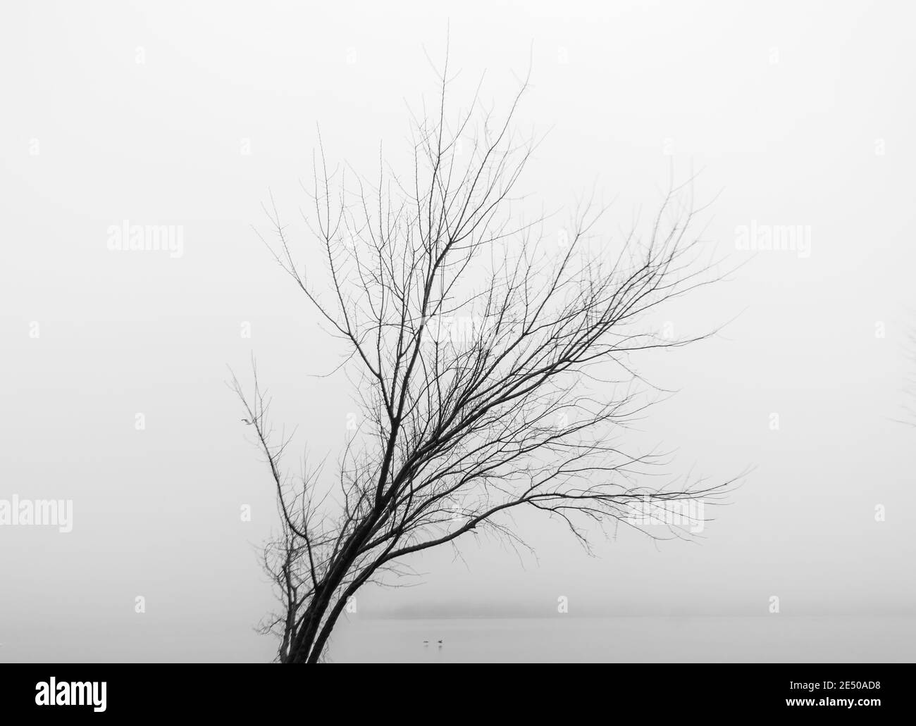 Lac brumeux Banque D'Images