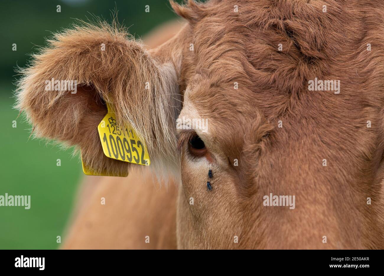 Gros plan d'un œil et d'une oreille de vache de bœuf limousin, indiquant le numéro de l'étiquette d'oreille à des fins d'identification. North Yorkshire, Royaume-Uni. Banque D'Images