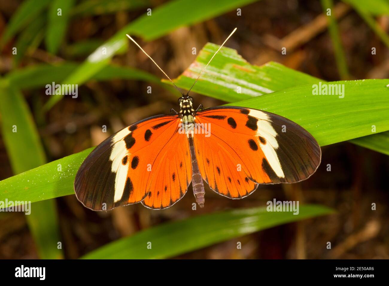 Heliconien Butterfly, Heliconius numata, Heliconiinae. Vue dorsale. Banque D'Images