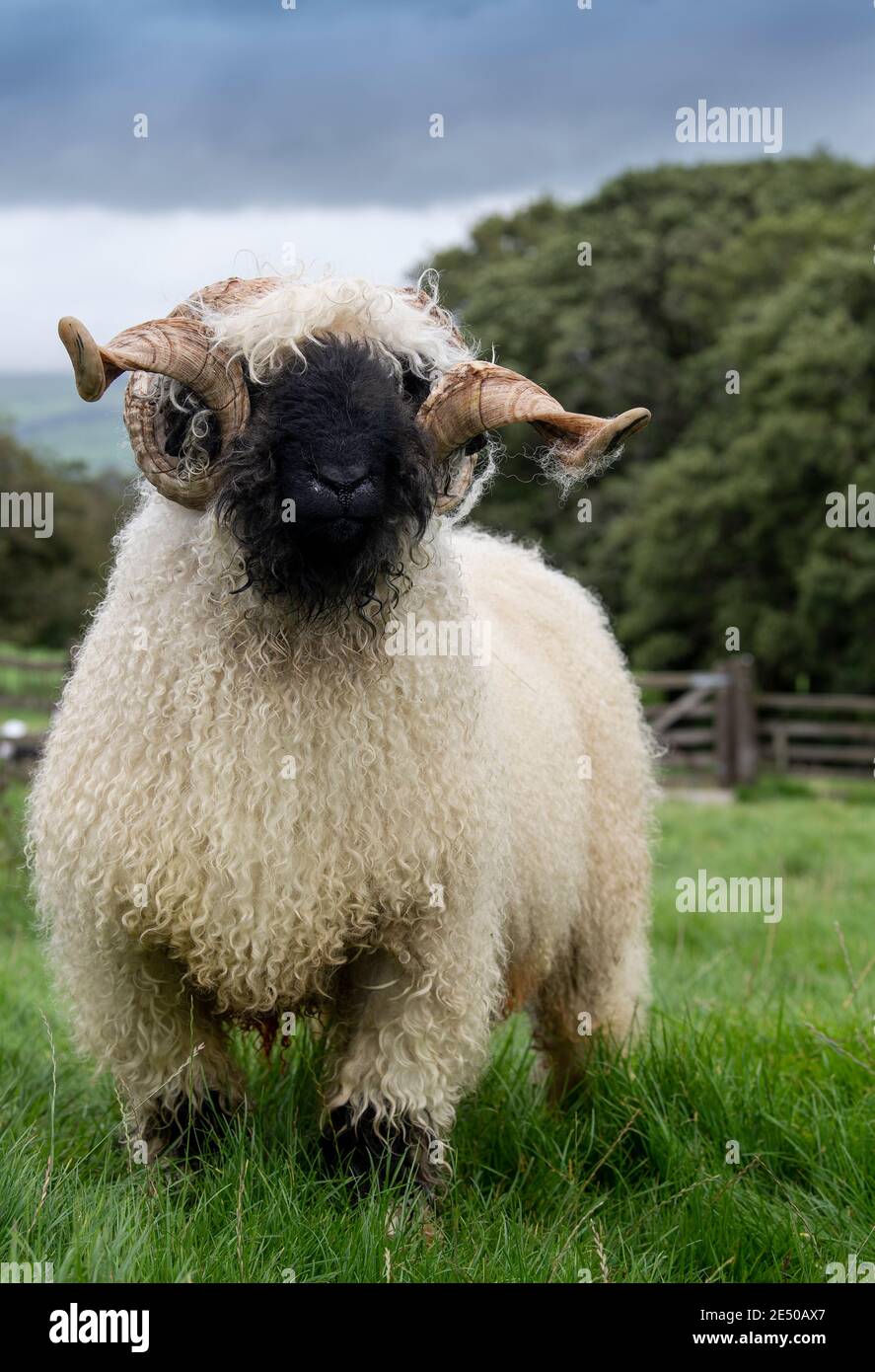 Valais blacknackose RAM, une race de montagne de Suisse importée au Royaume-Uni. Banque D'Images