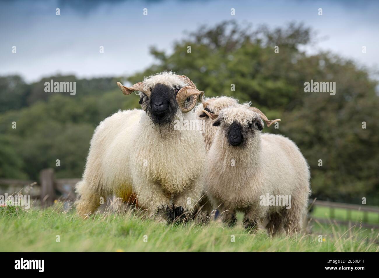 Valais blacknacklose avec des femelles, North Yorkshire, Royaume-Uni. Banque D'Images